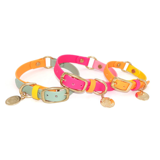 Set of colorful dog collars with gold buckles on a white background