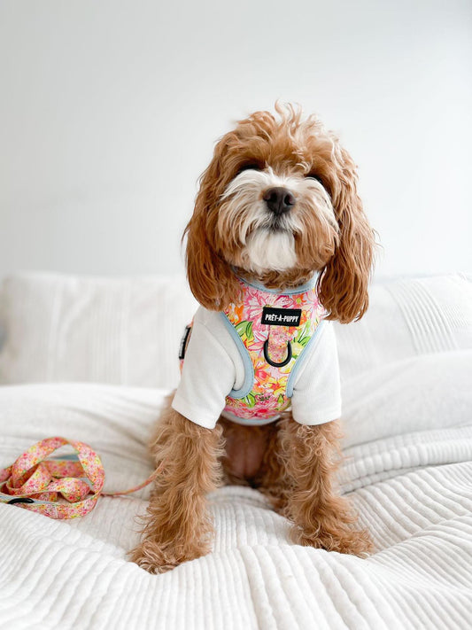 Dog wearing floral dog harness and leash on a white bed