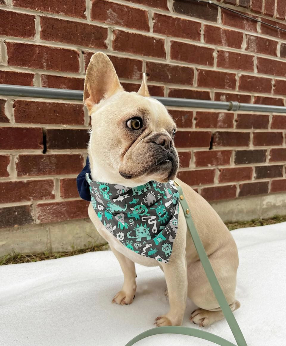 French bulldog wearing a patterned bandana and a sage green leash with a brick wall in the background.