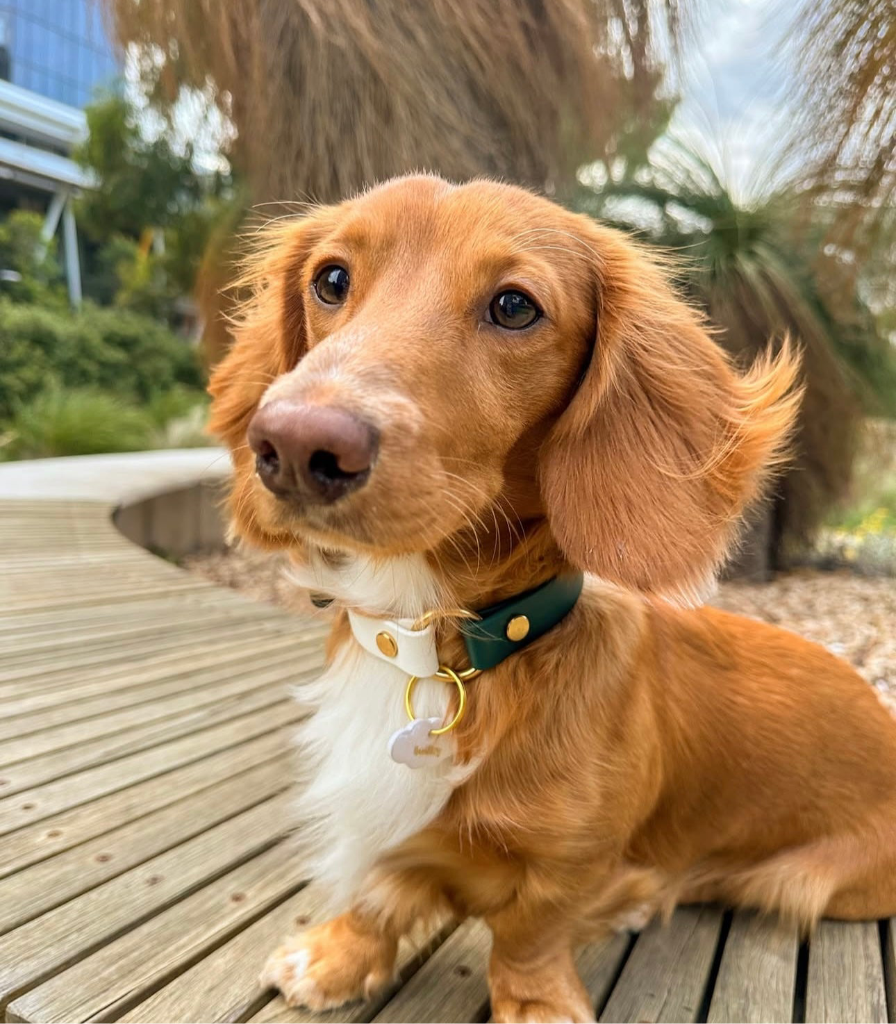 Small brown dog with a green and white collar standing on a wooden deck.