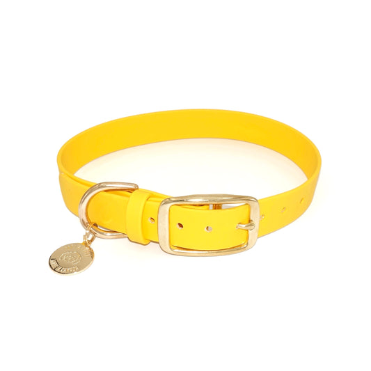 Yellow dog collar with a gold buckle and tag on a white background