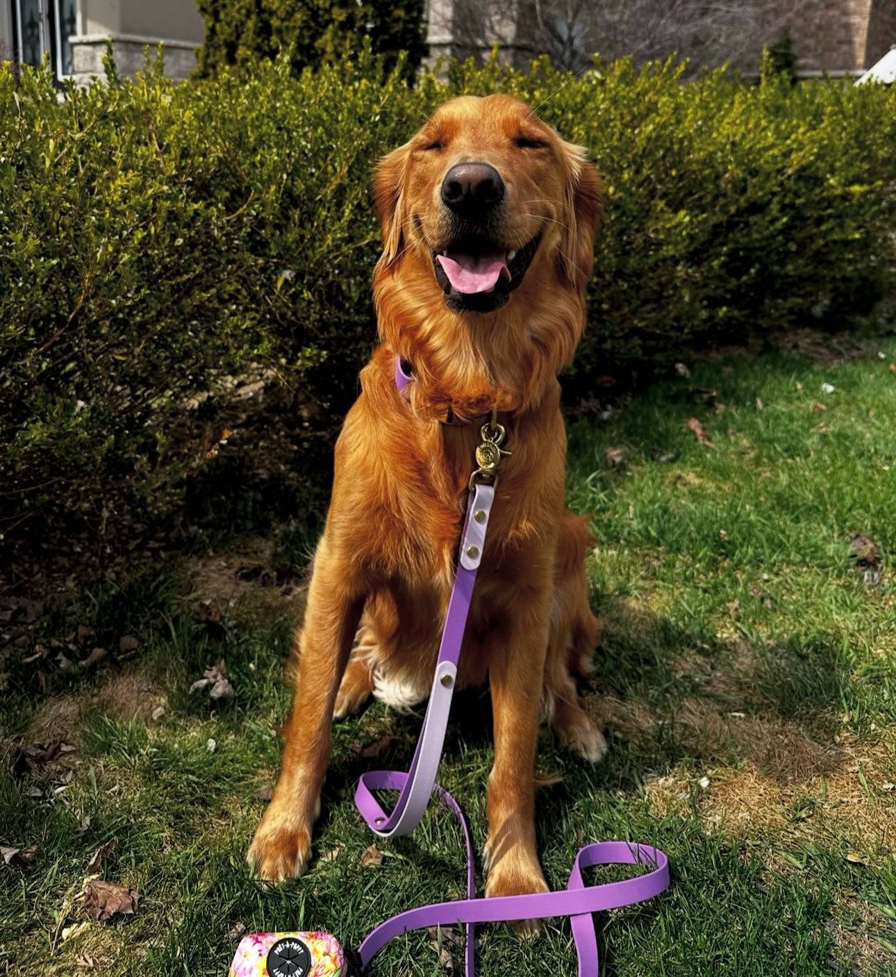 Original Leash - Design your Own