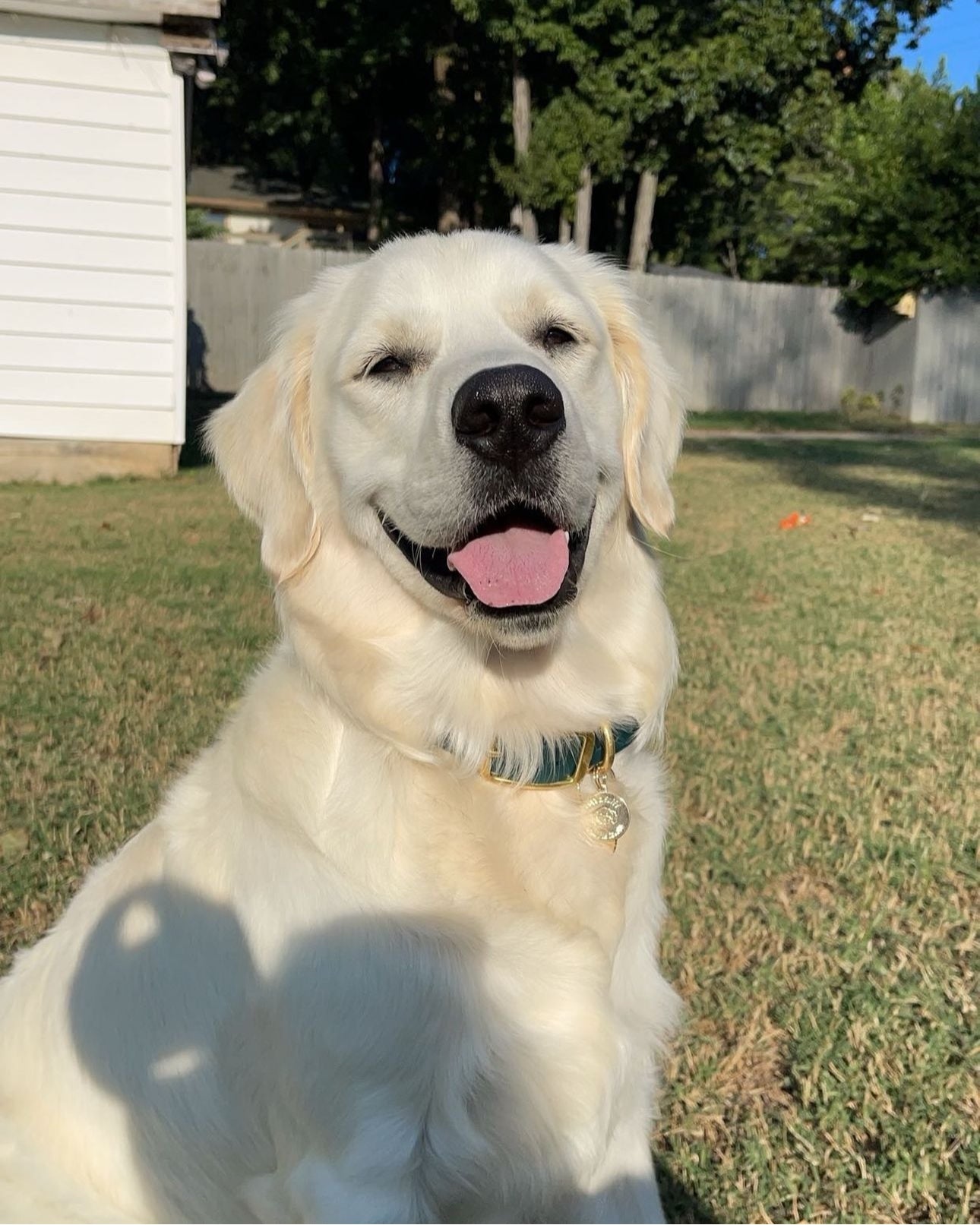 Smiling dog wearing a dog collar with gold hardware with grass and trees in the background