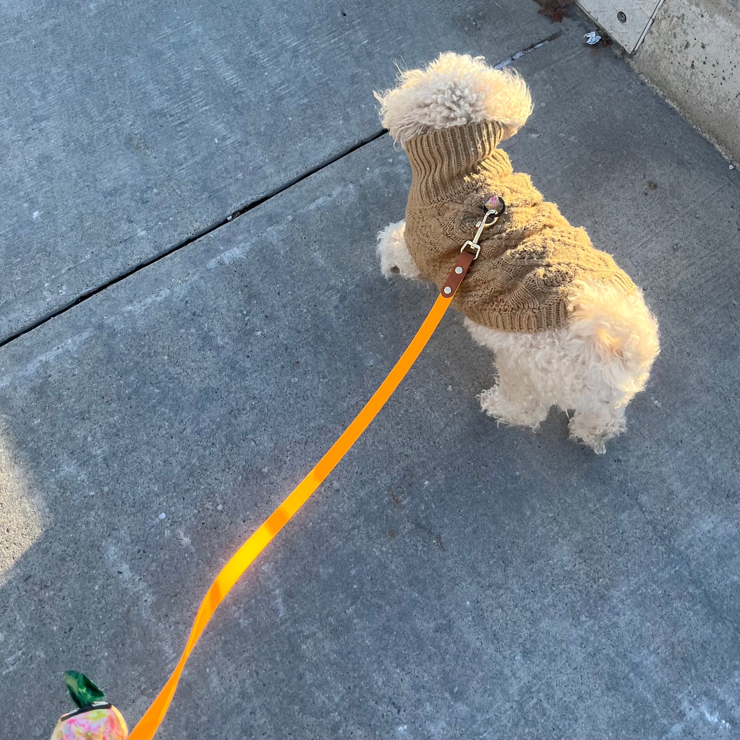 Small dog wearing a sweater on an orange leash on a sidewalk