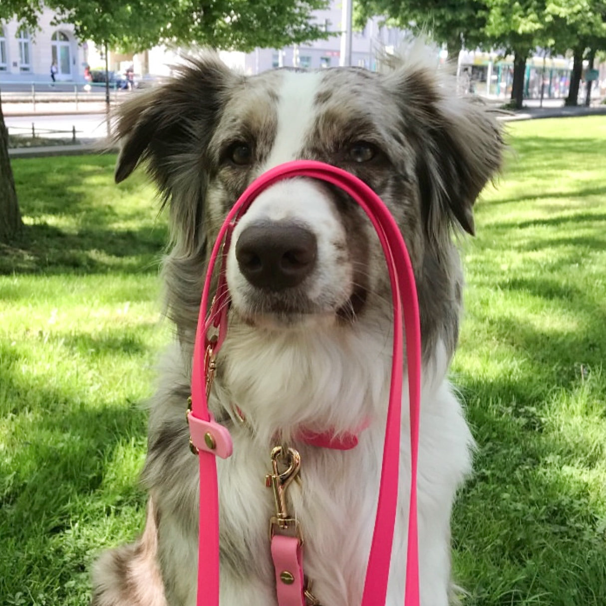 Hands Free Leash - Design your Own
