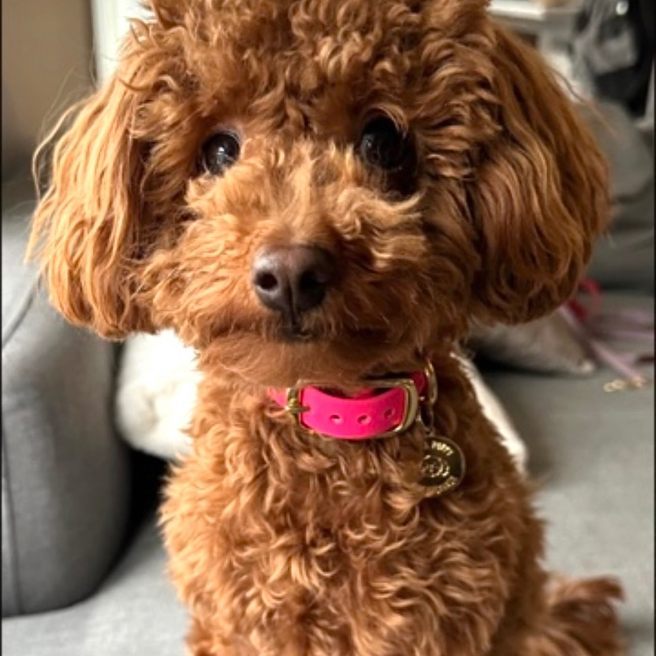 Brown dog with a pink collar sitting on a couch