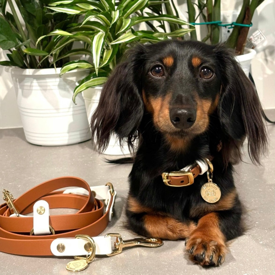 Dachshund with a brown and white collar and leash on a surface with plants in the background
