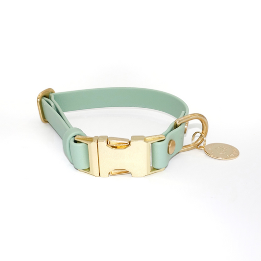 Sage green dog collar with gold quick release buckle on a white background