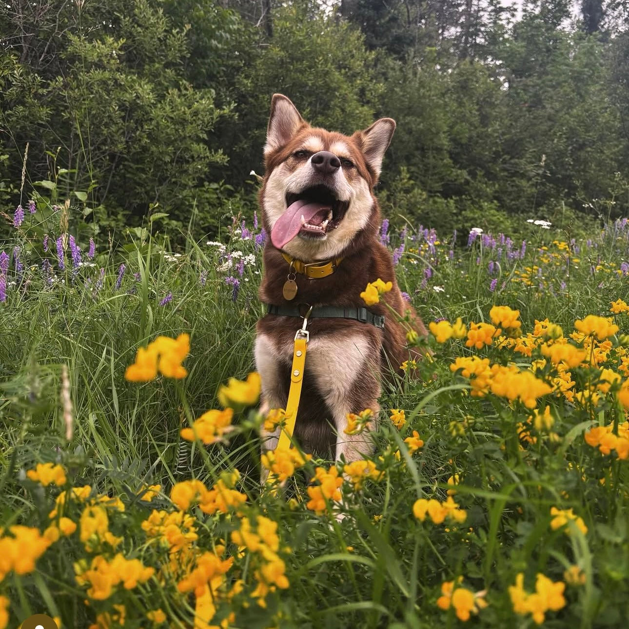 Dog standing in a field of yellow flowers with a forest in the background wearing a yellow collar and leash