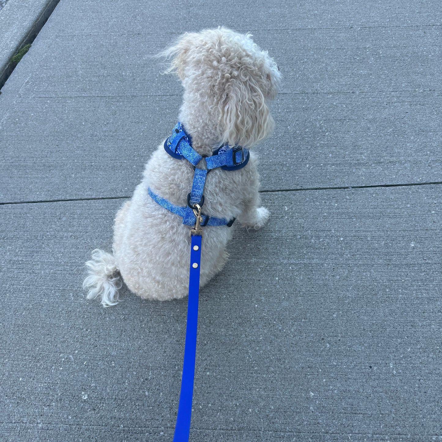 Dog sitting on the sidewalk wearing a blue harness and dog leash with gold hardware
