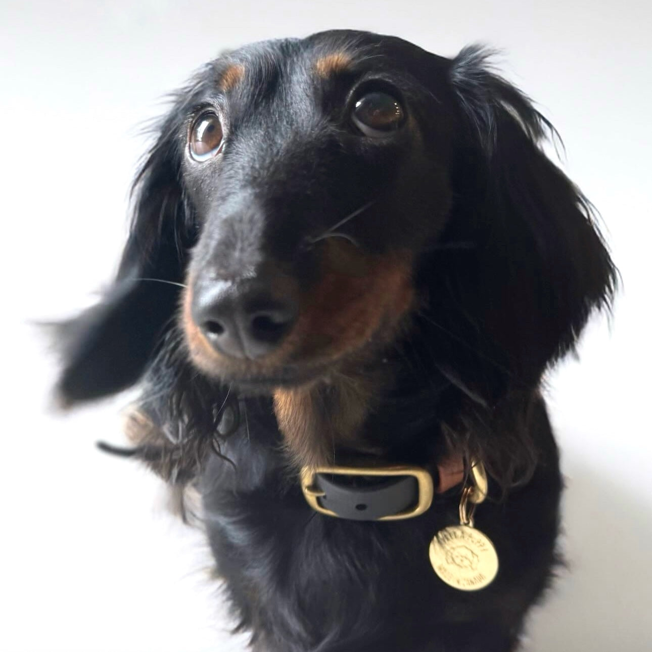 Black dachshund with a black collar with gold tag and hardware on a white background