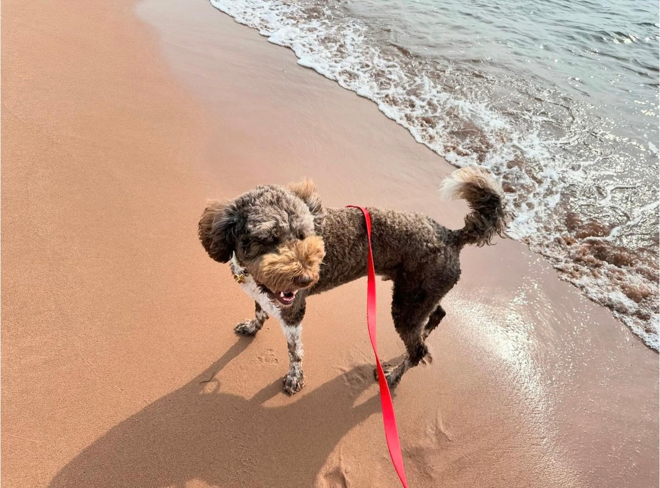 Original Leash - Design your Own