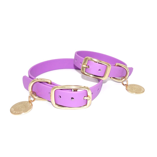 Purple dog collars with gold buckles and tags on a white background