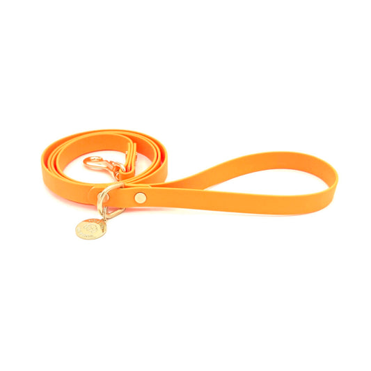 Orange dog leash with gold hardware on a white background