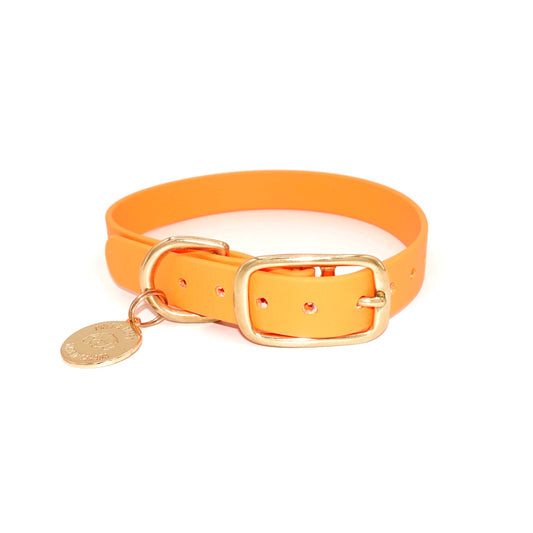 Orange dog collar with a gold buckle and tag on a white background