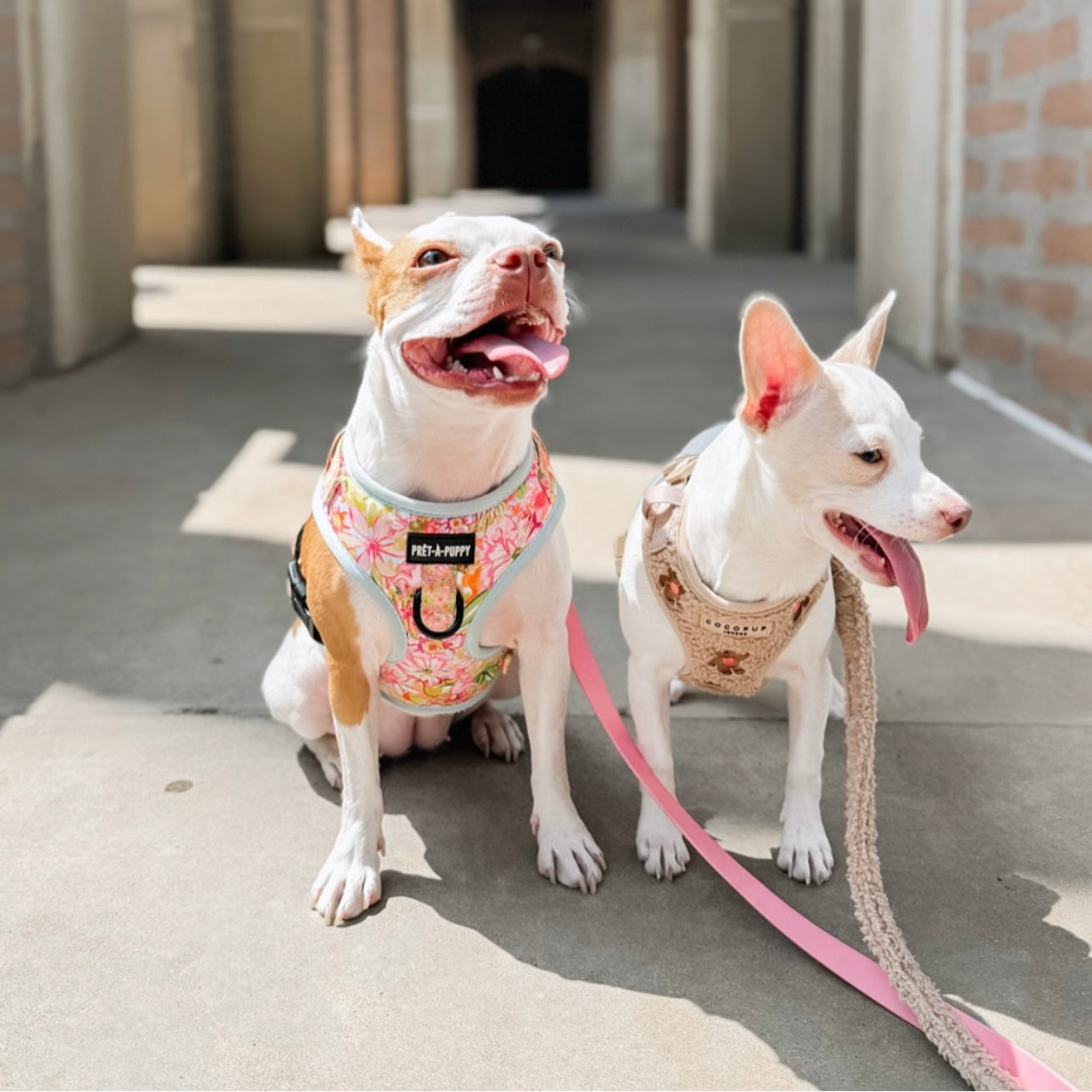 Two dogs on a leash sitting on a concrete surface with a building in the background.