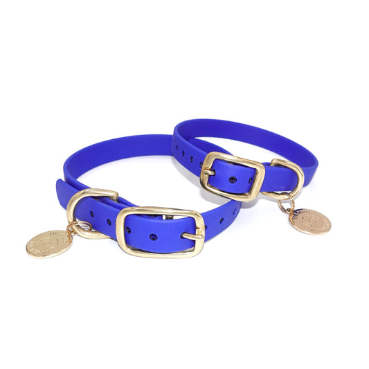 Two blue dog collars with gold buckles and tags on a white background