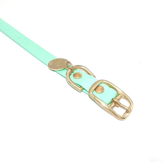 Mint green dog collar with gold buckle on a white background
