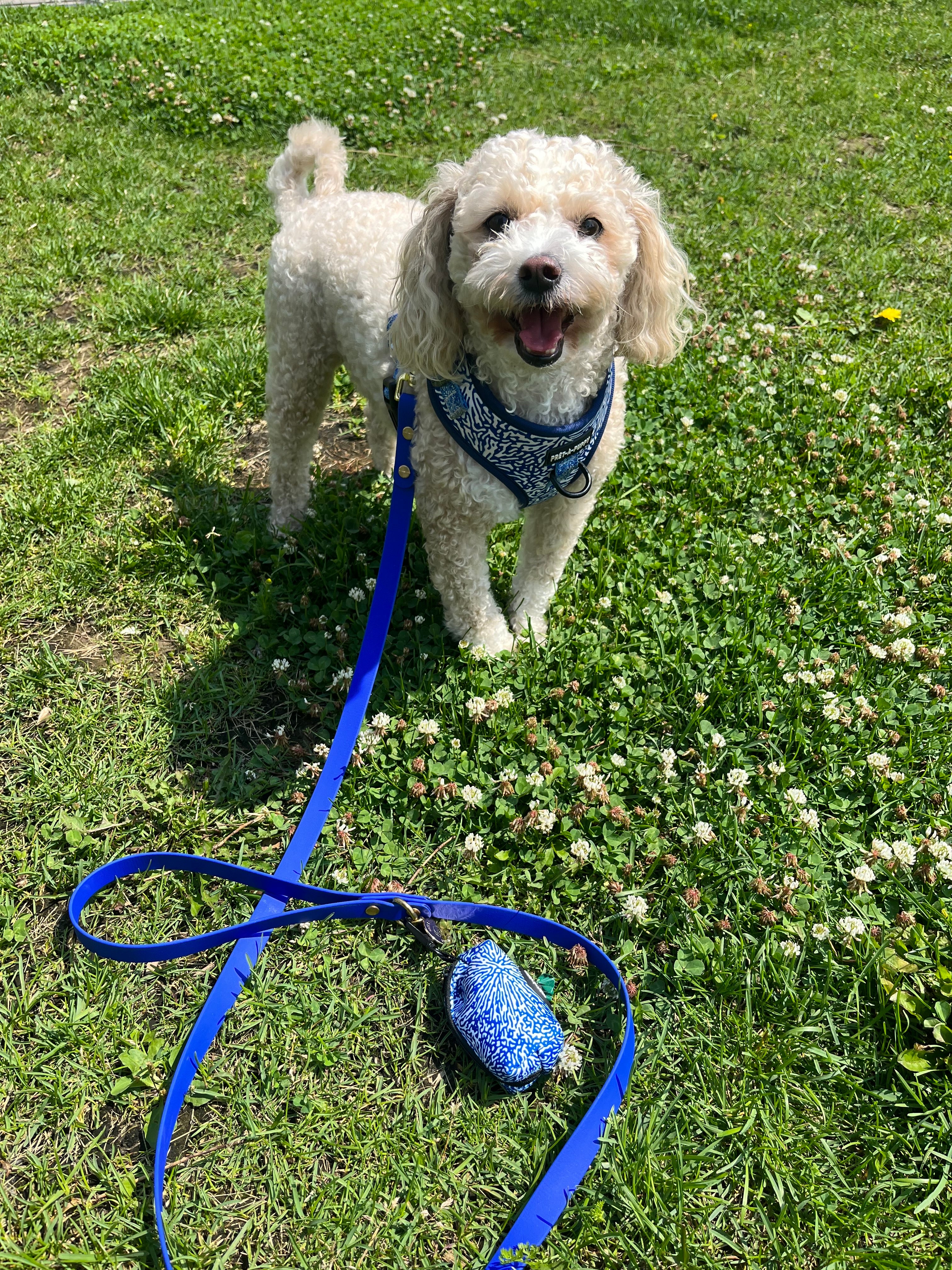 Blueberry leashes 2024 and collars