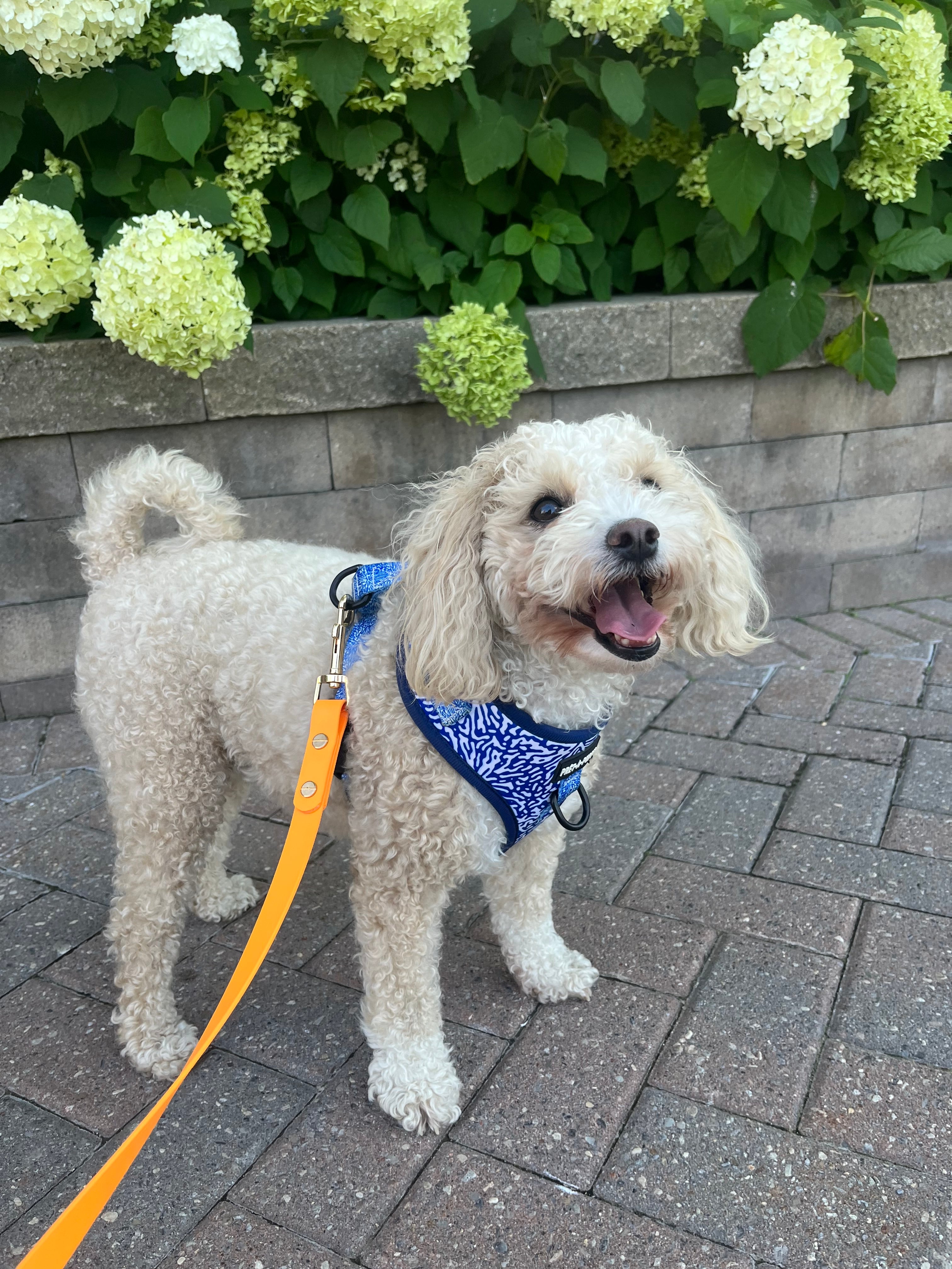 Poodle toy clearance pret