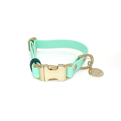 Mint green dog collar with gold buckle on a white background