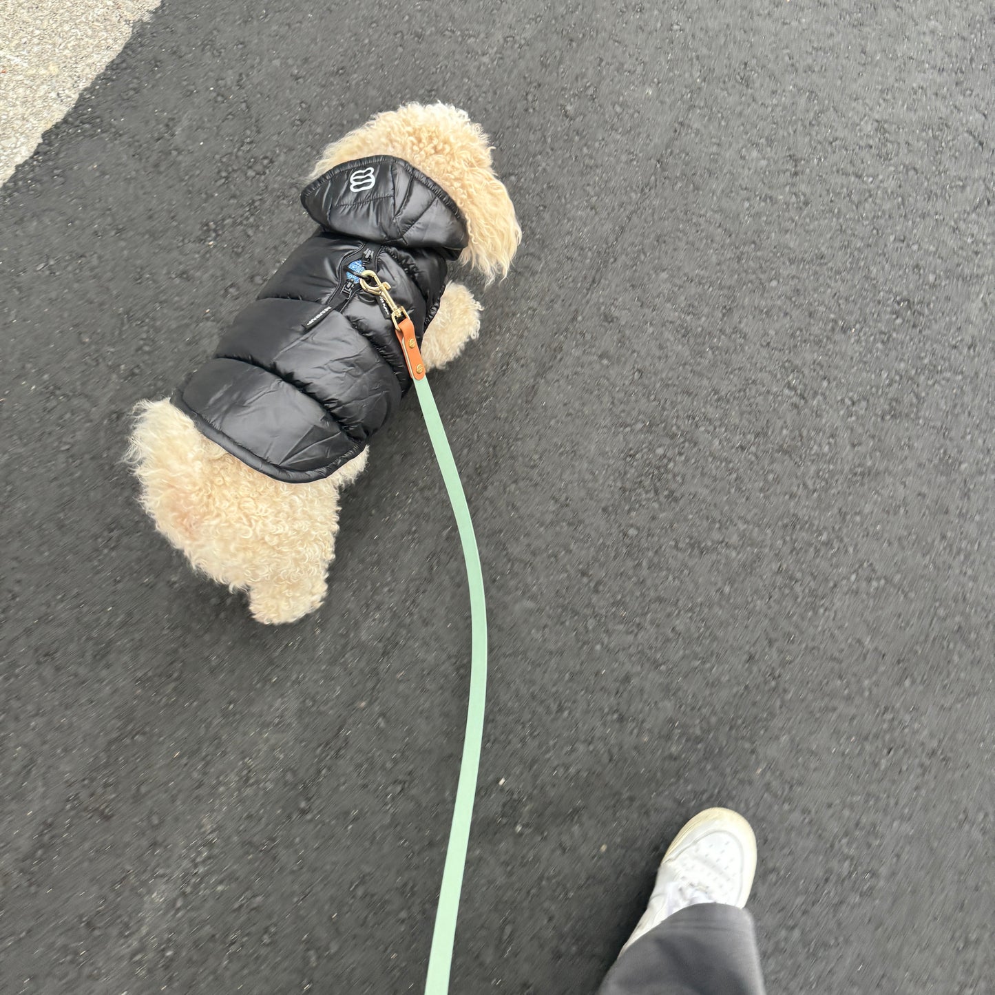 Original Leash - Design your Own