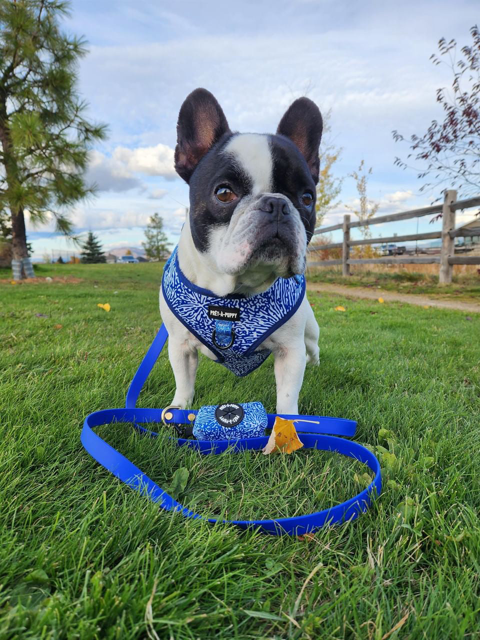 Blueberry BioThane Leash - BlackOakBoutique