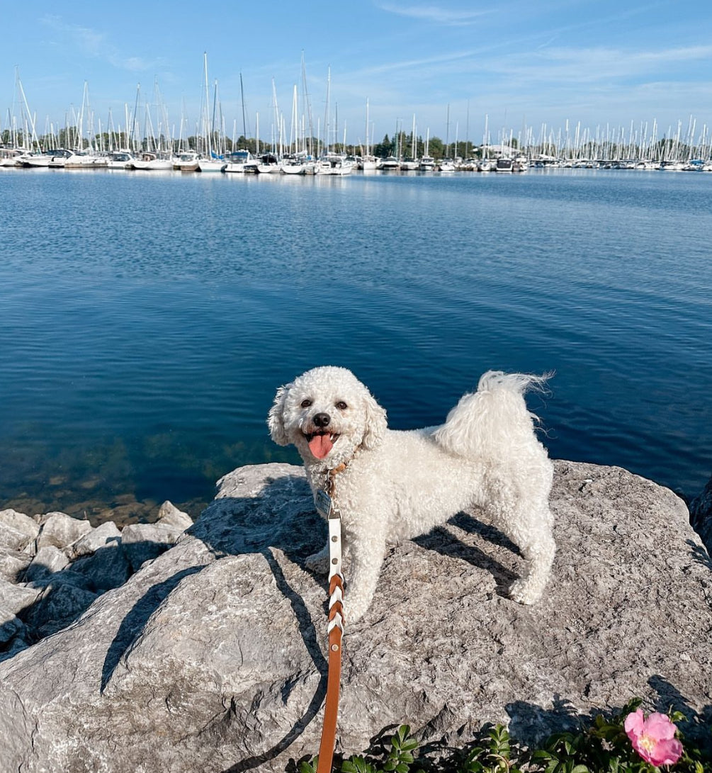 Braided Original Leash - Design your Own