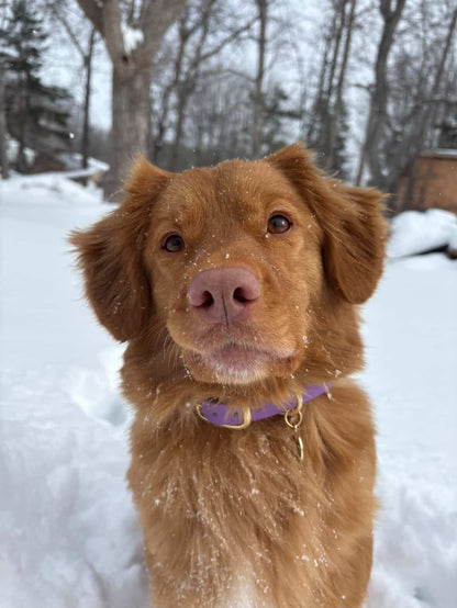 Améthyste - Collier Original