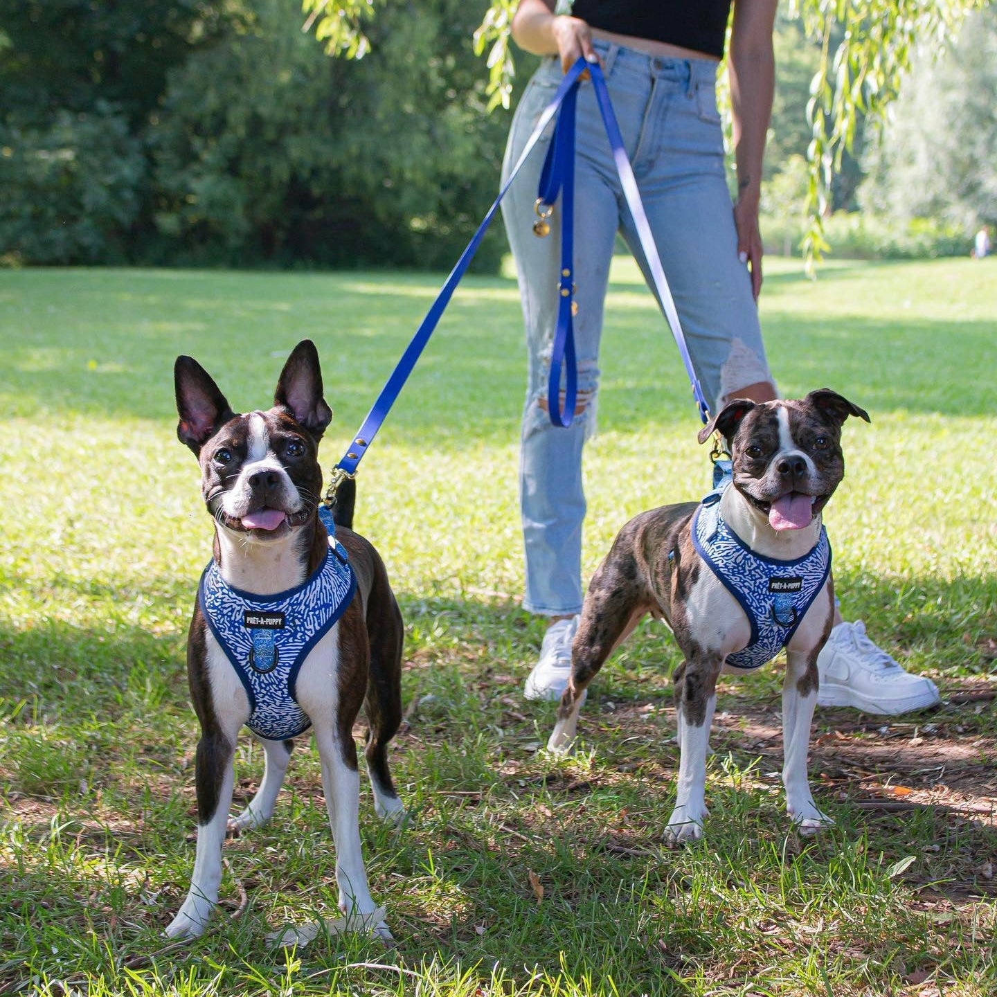 Two dogs in a grassy area wearing blue patterned harnesses and blue leashes with gold hardware
