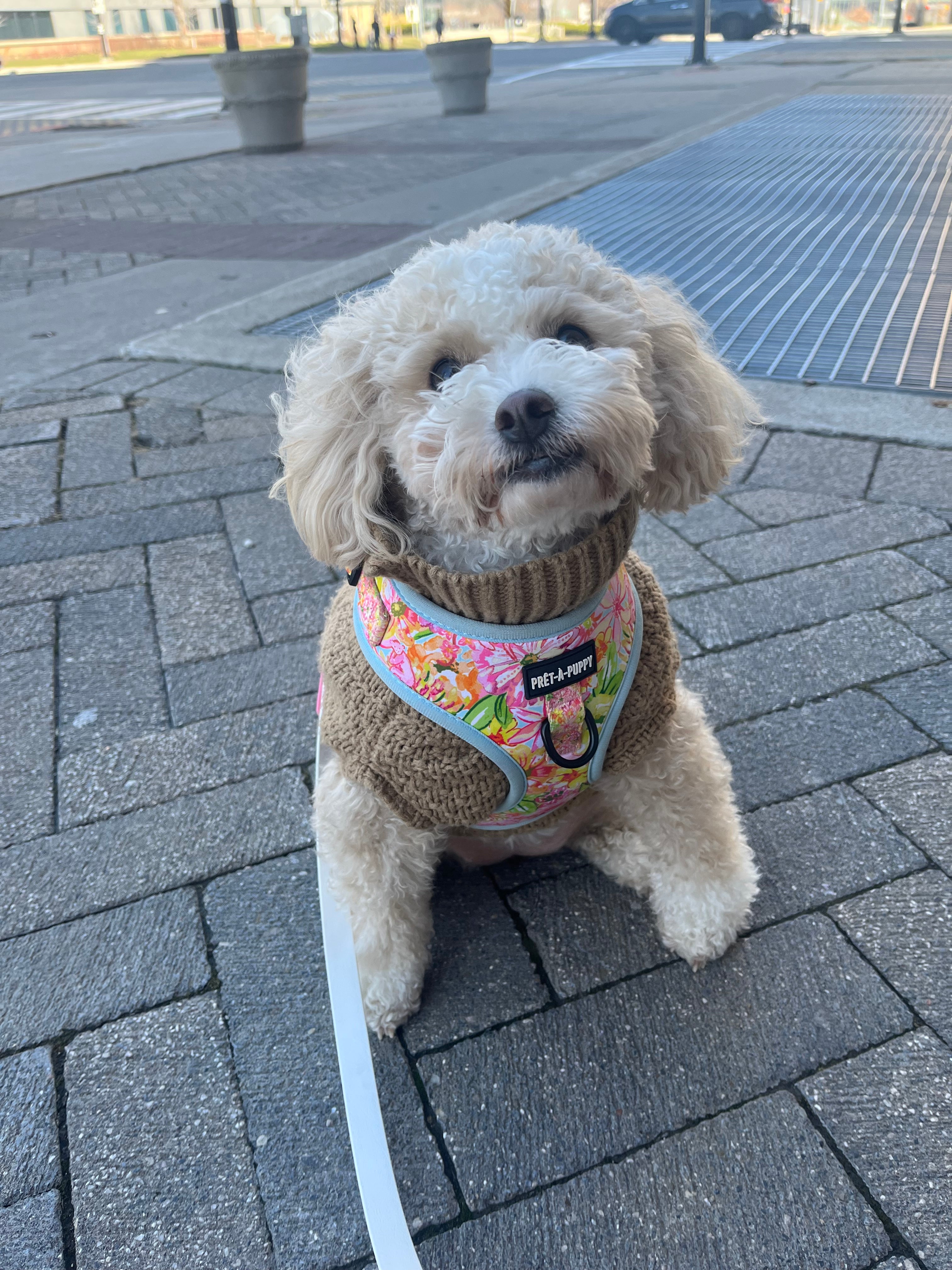 Poodle on sale toy pret