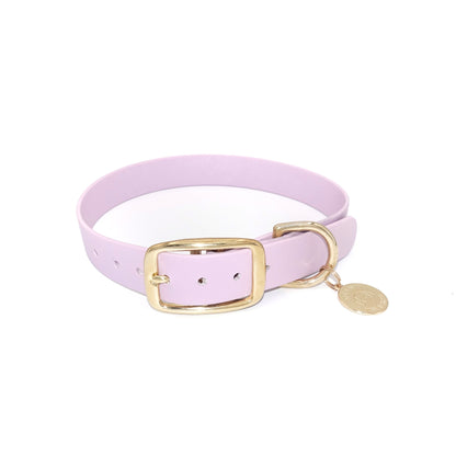 Lavender dog collar with a gold buckle and tag on a white background