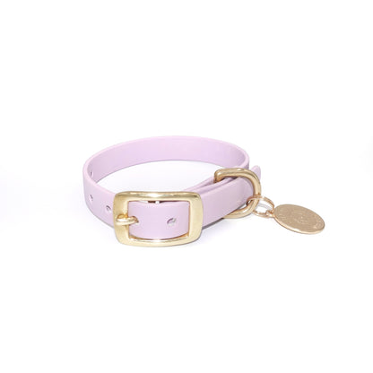 Lavender dog collar with a gold buckle and tag on a white background