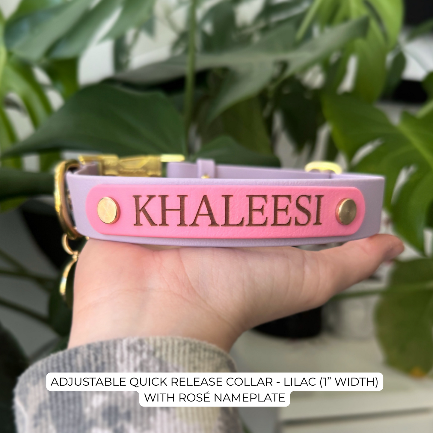 Adjustable quick release collar with 'KHALEESI' nameplate held in hand against a green leafy background.
