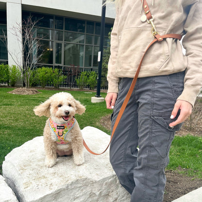 Hands Free Leash