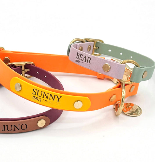 Set of colorful dog collars with engraved nameplates on a white background