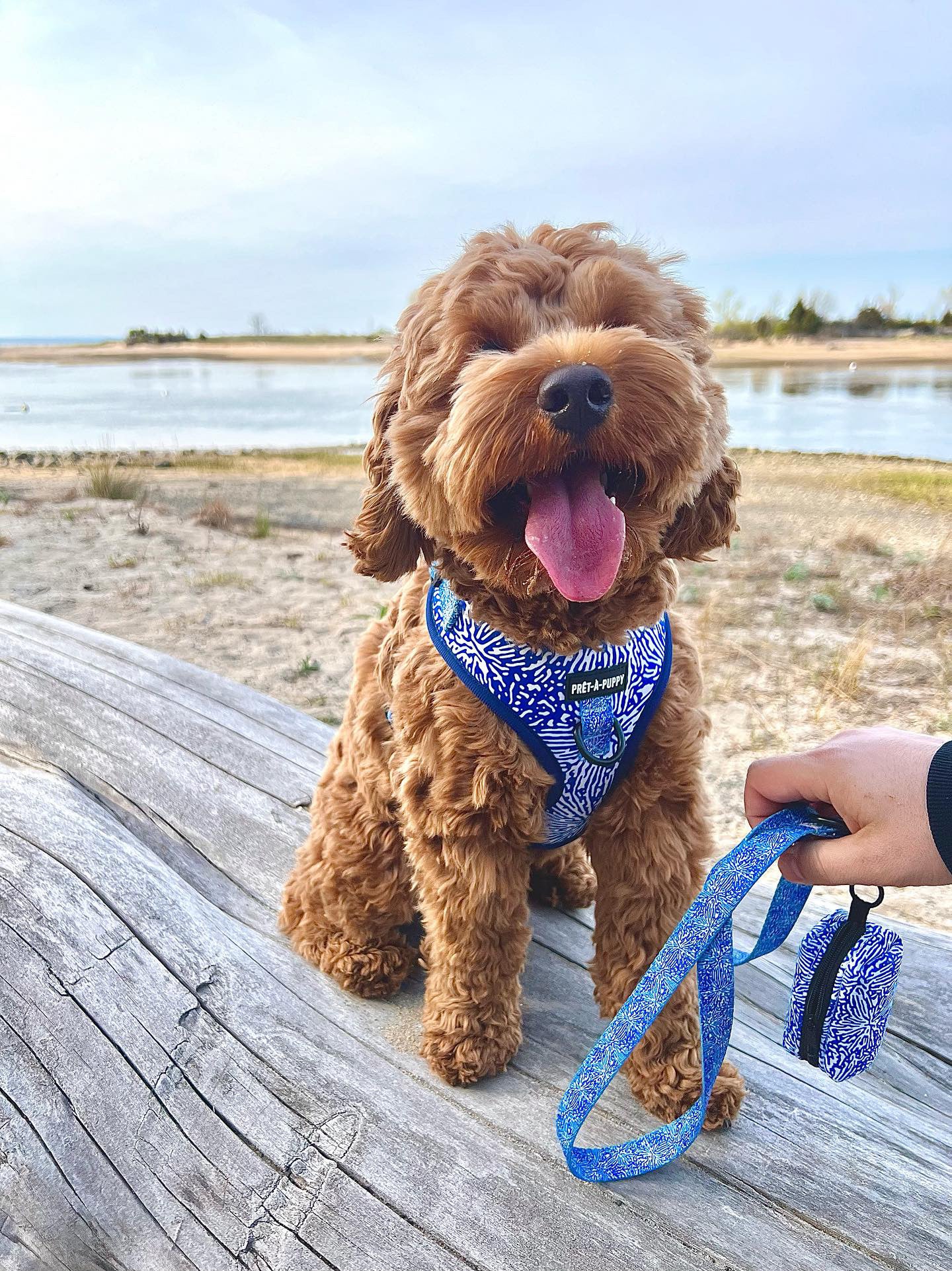 Adjustable Harness - Indigo